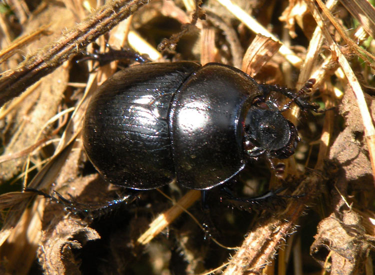 Bestie nere: Abax, Nebria, Platynus, Anoplotrupes